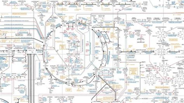 All Biochemical Pathways Share A Common Thread
