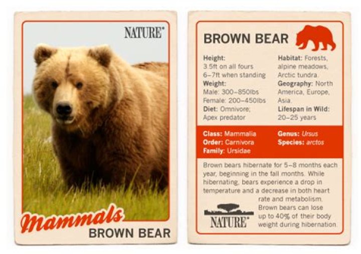 Bears of the Last Frontier | Brown Bear Facts | Nature