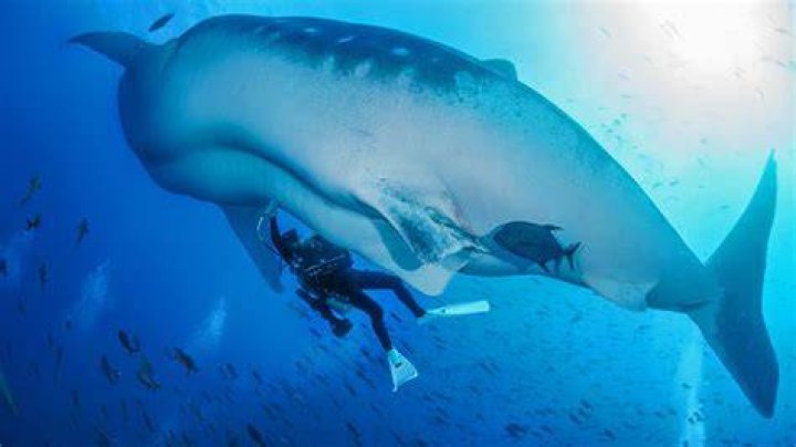 The oceans largest mystery why has no one seen a whale shark give birth? |