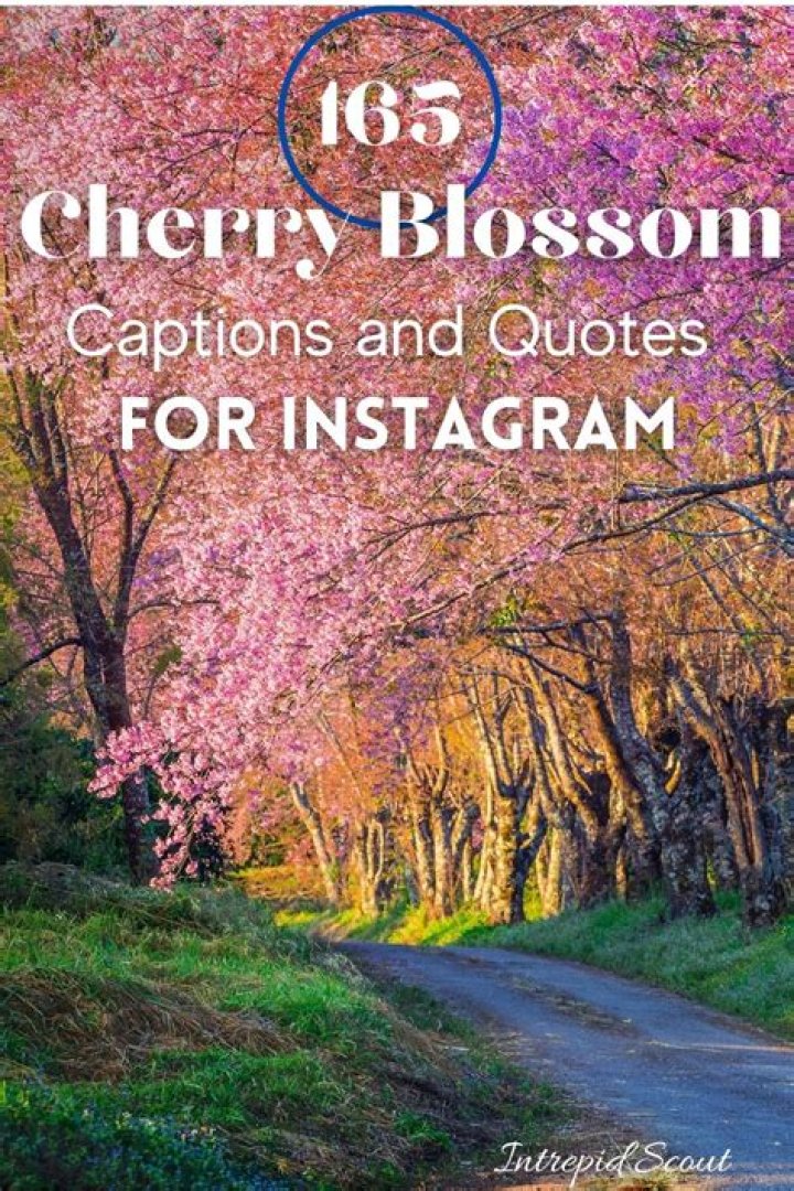 Unlock Enchanting Cherry Blossom Captions For Instagram: Discoveries And Insights
